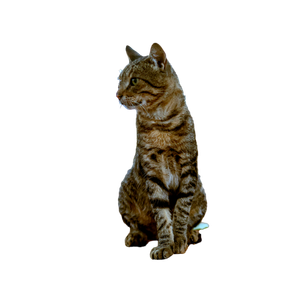 A Cute Tabby Cat Sits Attentively On The Ground, Surrounded By Nature In Antalya, TüRkiye. 19651 - Cat PNG image with transparent background